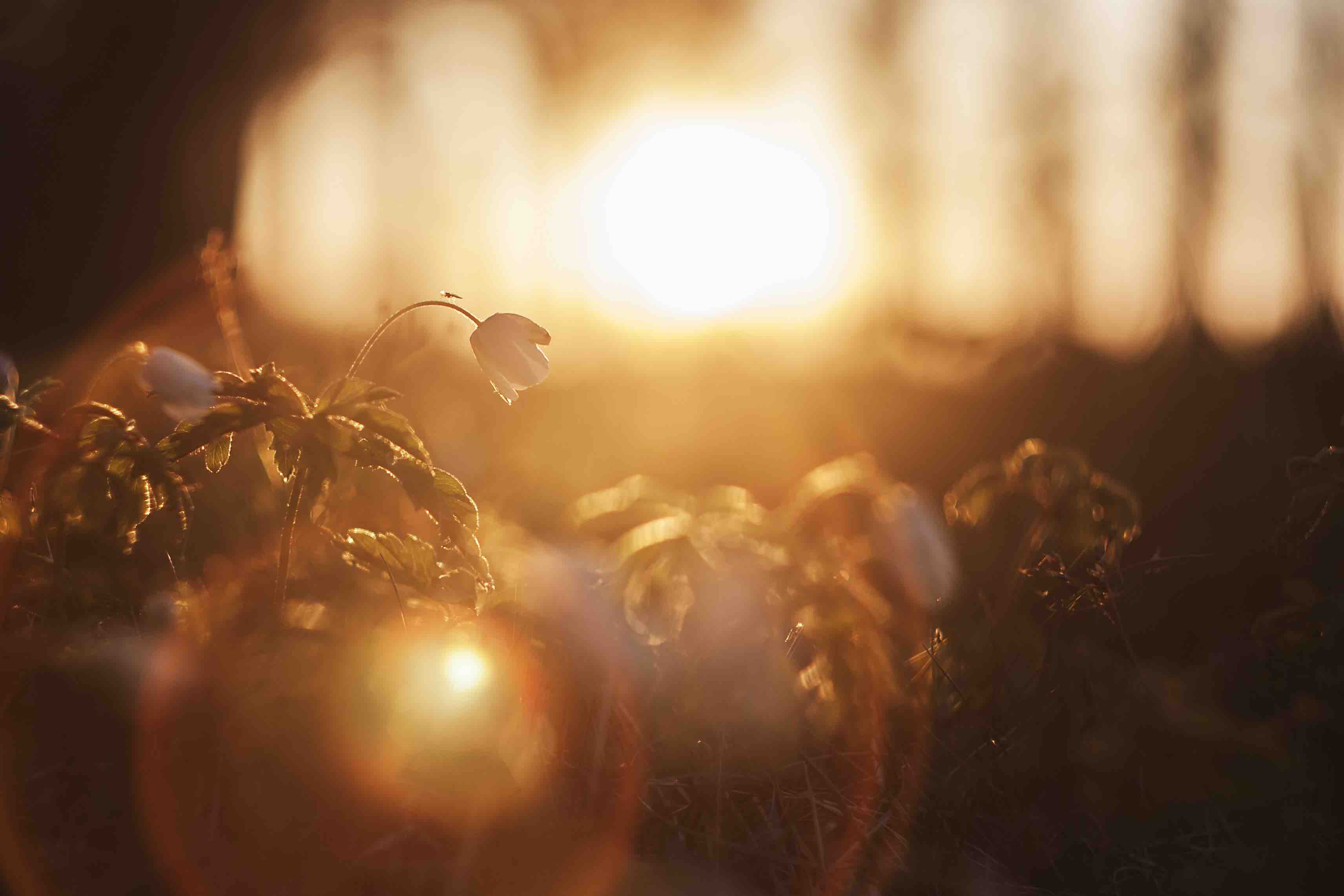 Lens flares